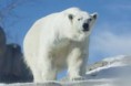 /album/animaux-en-danger/ours-blanc-jpg/